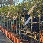 Olivovník európsky (Olea europaea) - výška 90-100 cm, kont. C5L – na kmienku (-12°C)